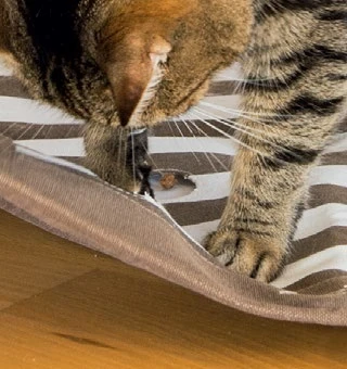 TRIXIE Katzenspiel Pföteldecke 70x50cm In Braun 4 TRIXIE Katzenspiel Pföteldecke 70x50cm In Braun – Bild 4