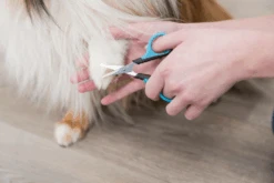 TRIXIE Gesichts- Und Pfotenschere 9cm -Trixie Haustier Günstiges Geschäft 5d841600a1010084150f35a7bc9d5563 gesichtspfotenschere2