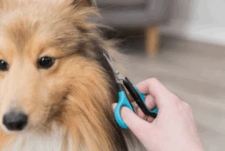 TRIXIE Gesichts- Und Pfotenschere 9cm -Trixie Haustier Günstiges Geschäft 5d841600a1010084150f35a7bc9d5563 gesichtspfotenschere3