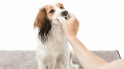 TRIXIE Zahnpflege Einweg-Fingerpads 50 Stück 5 TRIXIE Zahnpflege Einweg-Fingerpads 50 Stück -Trixie Haustier Günstiges Geschäft 7e3da9a1fdf6bb579d62b662eb8d4d6a pflegefinderling 3