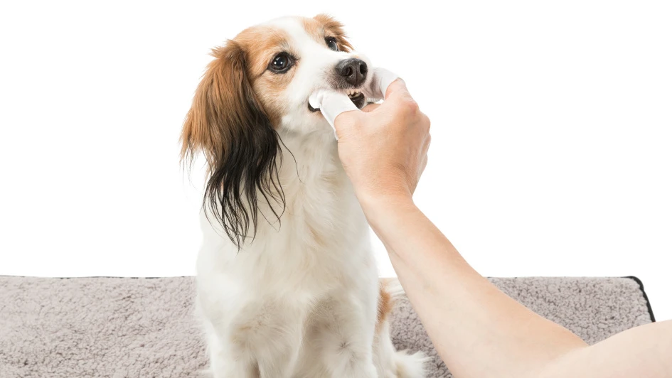 TRIXIE Zahnpflege Einweg-Fingerpads 50 Stück 3 TRIXIE Zahnpflege Einweg-Fingerpads 50 Stück – Bild 3