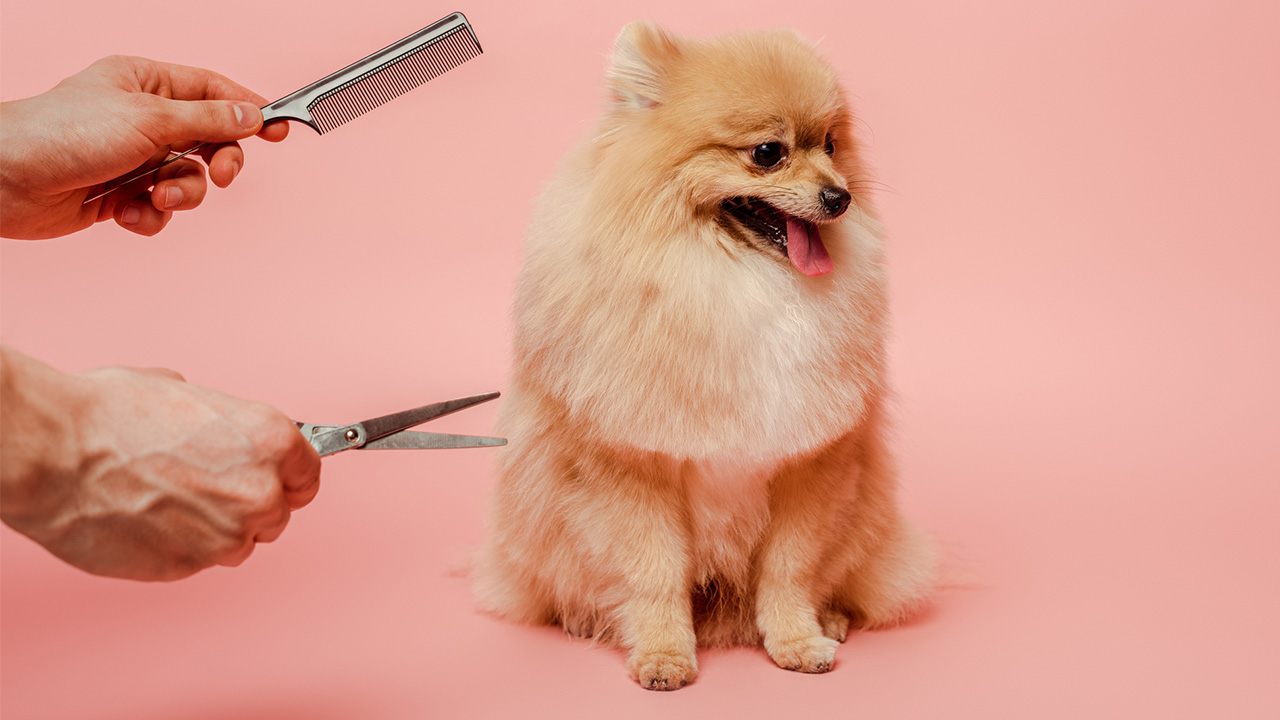 Trixie Haustier Günstiges Geschäft -Trixie Haustier Günstiges Geschäft Dog Groomer