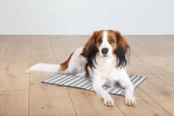 TRIXIE Kühlmatte 50x40cm Weiß Grau 5 TRIXIE Kühlmatte 50x40cm Weiß Grau -Trixie Haustier Günstiges Geschäft a48fa50d03471596bf7381354e6a9a81 trixie kuehlmatte m weissgrau 2