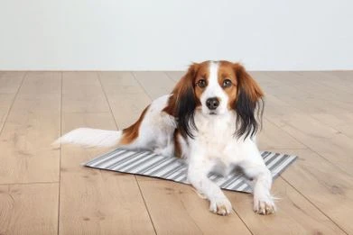 TRIXIE Kühlmatte 50x40cm Weiß Grau 3 TRIXIE Kühlmatte 50x40cm Weiß Grau – Bild 3