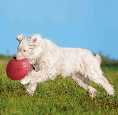 TRIXIE Hundespielzeug Dog Disc ø18cm 2 TRIXIE Hundespielzeug Dog Disc ø18cm – Bild 2