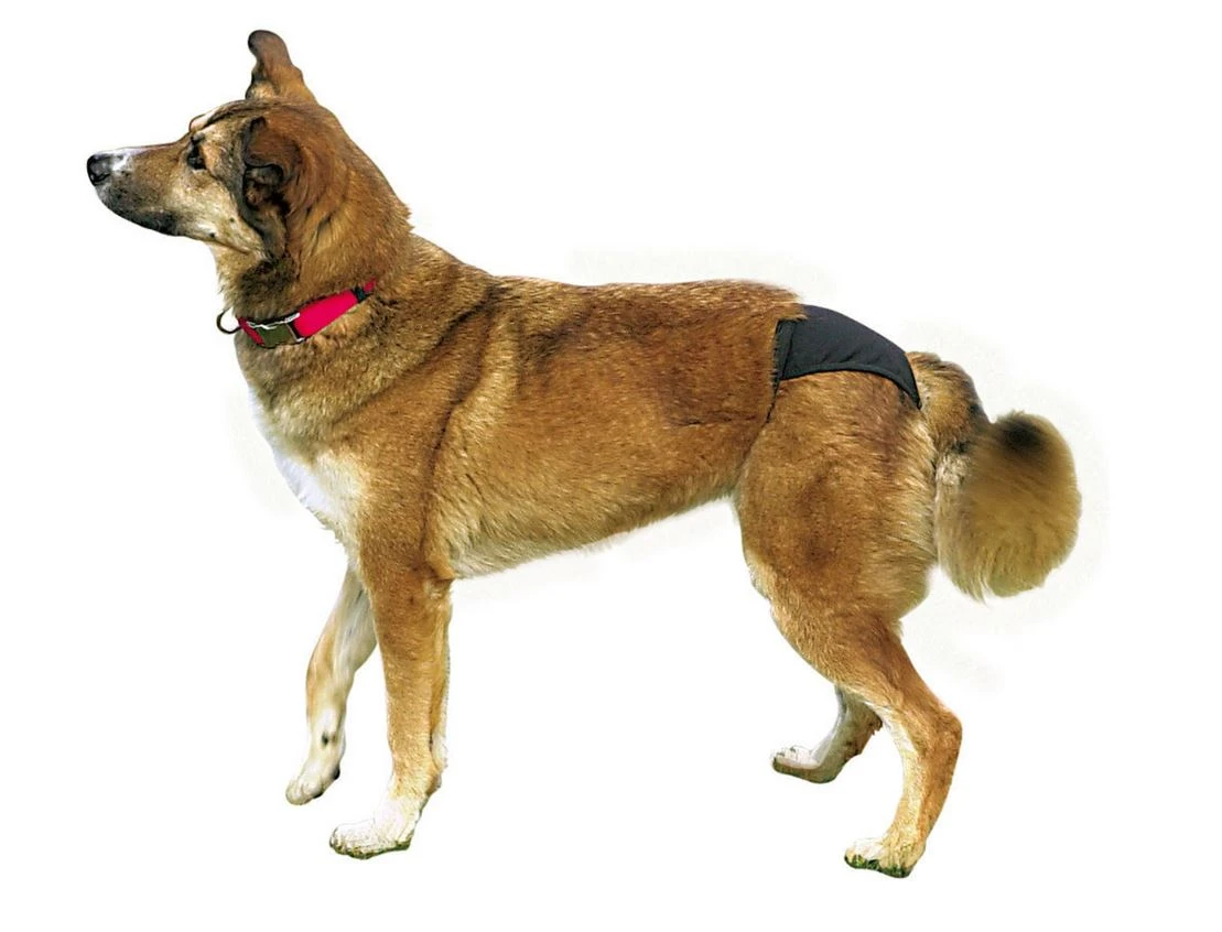 TRIXIE Luxus Schutzhöschen In Schwarz XS 2 TRIXIE Luxus Schutzhöschen In Schwarz XS – Bild 2