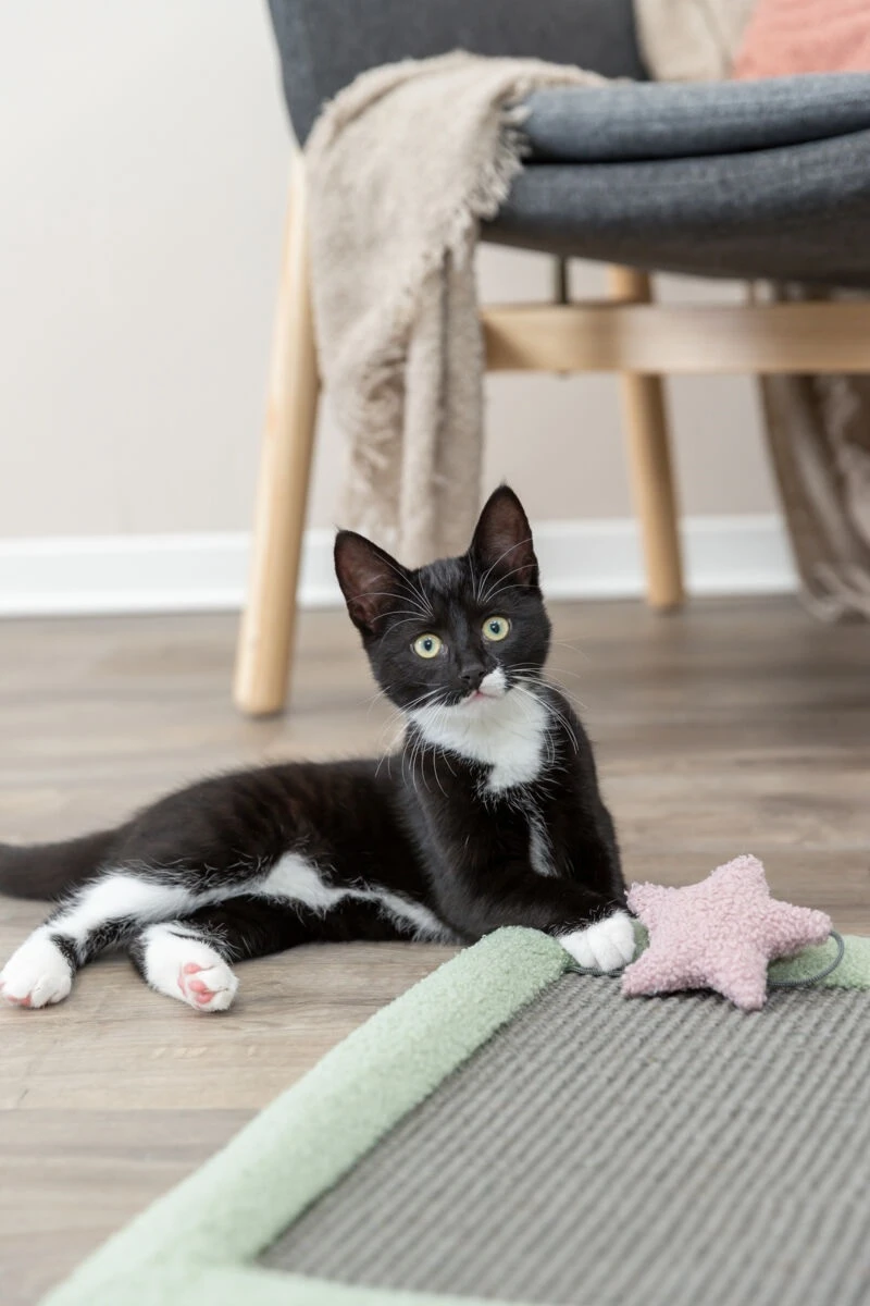 Trixie Junior Kratzmatte 4 Trixie Junior Kratzmatte – Bild 4