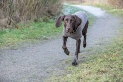 Trixie Pullover Kenton Taupe - 27cm 10 Trixie Pullover Kenton Taupe - 27cm -Trixie Haustier Günstiges Geschäft kenton taupe 5