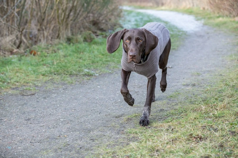 Trixie Pullover Kenton Taupe - 27cm 5 Trixie Pullover Kenton Taupe - 27cm – Bild 5